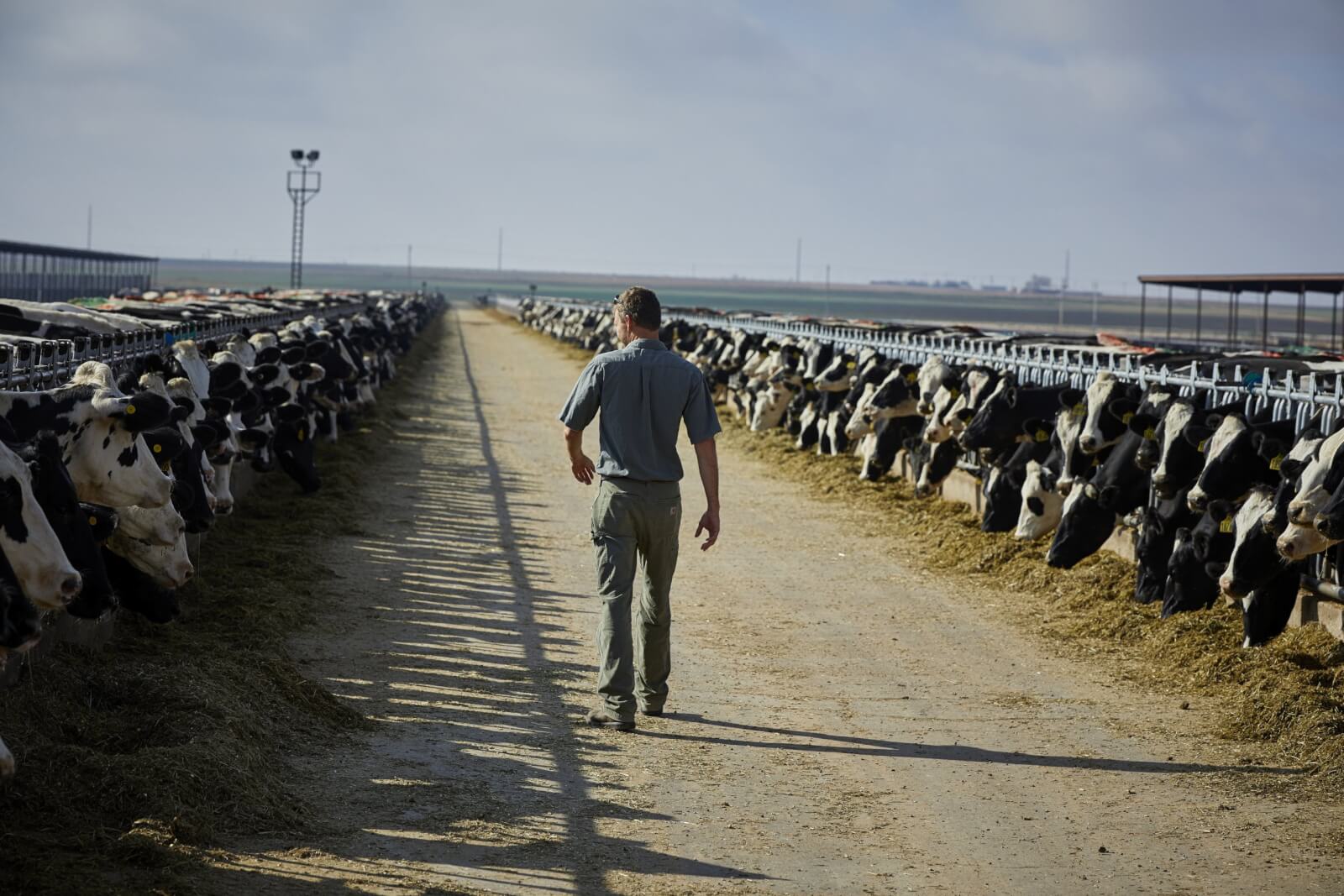 BonSilageF2 HiRez 0182 scaled