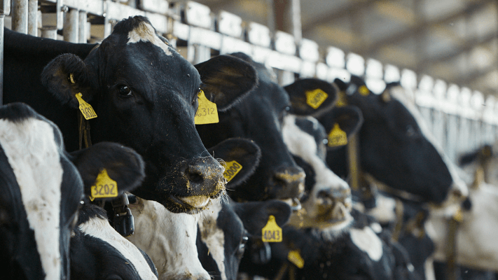 Cows Bonsilage Maxfiber 2