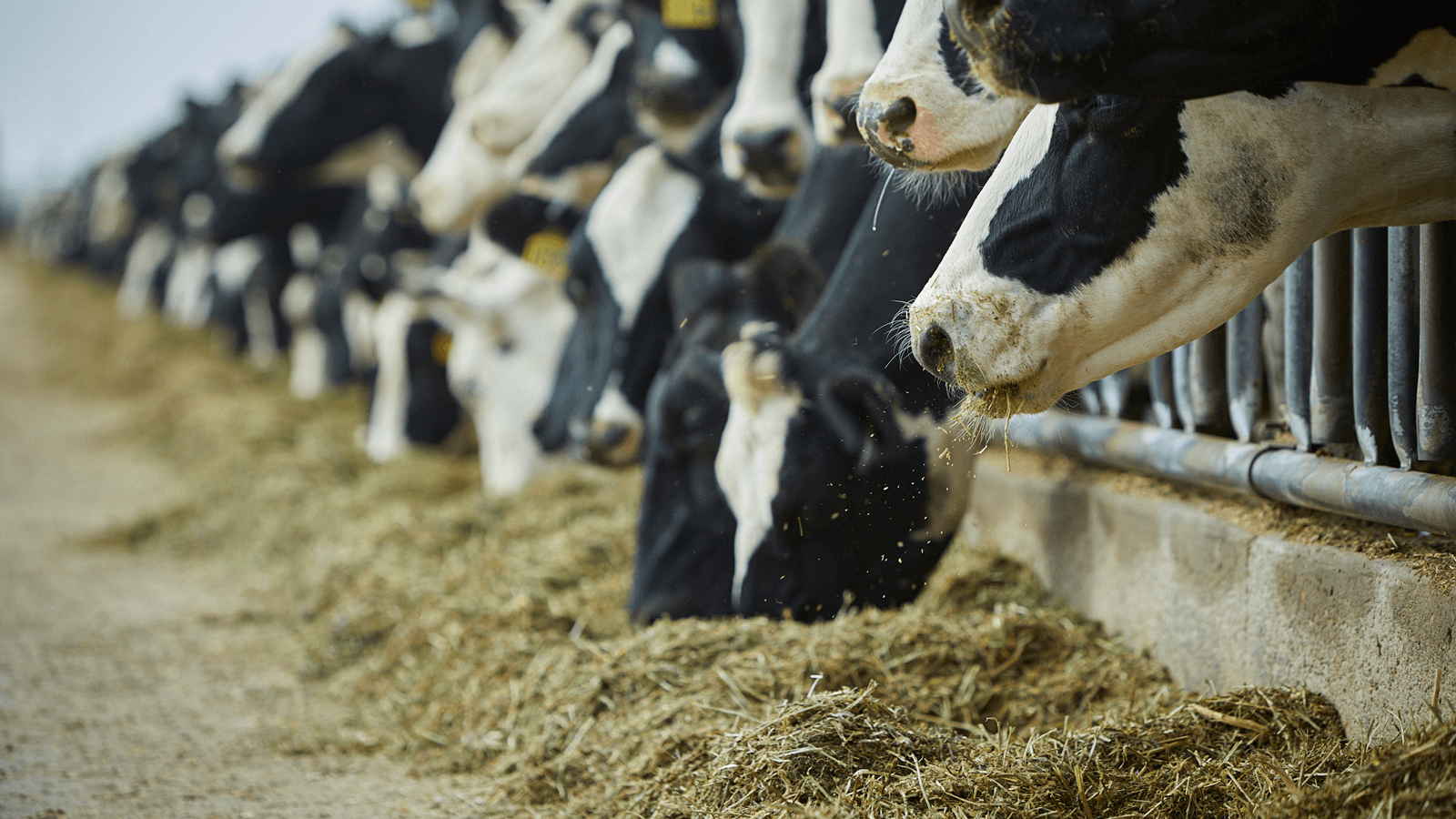 BONSILAGE CLASSIC ws