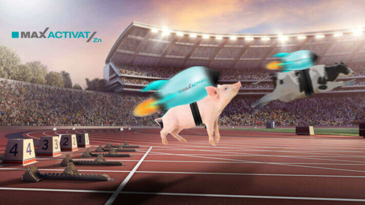Maxactivat zn piglets and calves