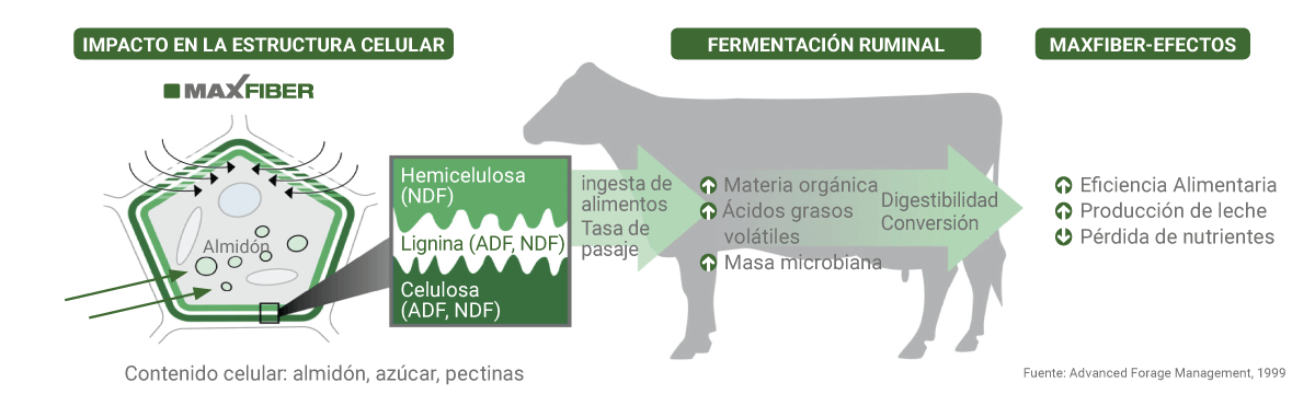 Factsheet Fiber F1