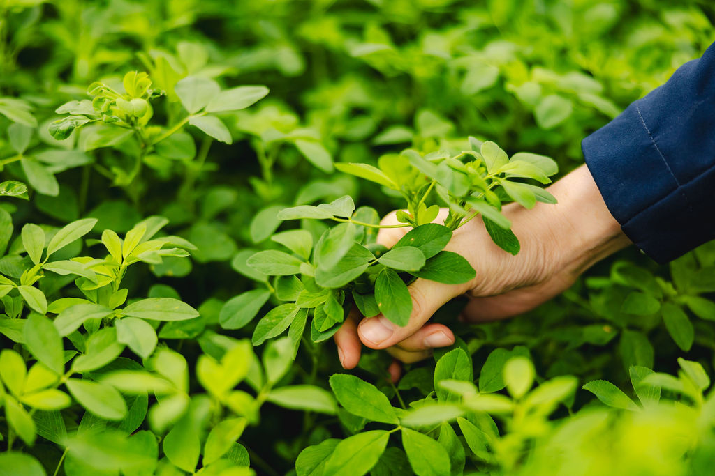 Mediastash Bonsilage MI Fall 2023 Day 2 hi res 0986